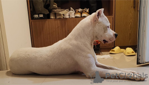 Foto №3. Dogo Argentino Welpen. Serbien