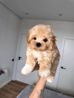 Foto №4. Ich werde verkaufen maltipu in der Stadt Aiola. züchter - preis - 350€