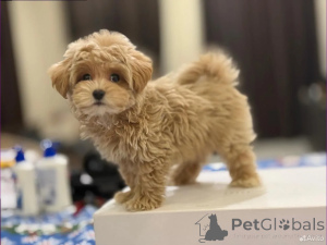 Foto №4. Ich werde verkaufen maltipu in der Stadt Berlin. züchter - preis - 750€