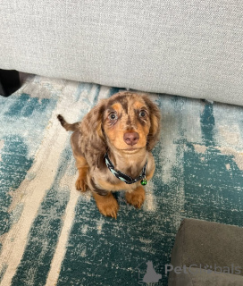 Foto №1. dackel - zum Verkauf in der Stadt Helsinki | 500€ | Ankündigung № 164022