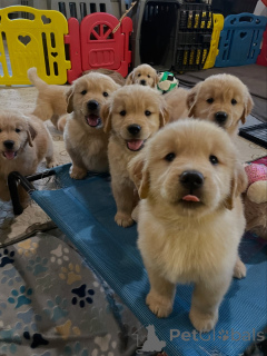 Foto №2 zu Ankündigung № 163719 zu verkaufen golden retriever - einkaufen Polen züchter