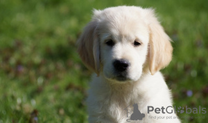 Foto №2 zu Ankündigung № 42508 zu verkaufen golden retriever - einkaufen USA züchter