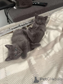 Foto №1. russisch blau - zum Verkauf in der Stadt Kyivets ' | Frei | Ankündigung № 154076