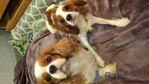 Zusätzliche Fotos: Cavalier King Charles Spaniel Welpen.