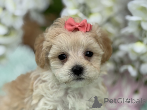 Foto №1. maltipu - zum Verkauf in der Stadt Bayerbach | 900€ | Ankündigung № 150166