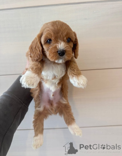 Foto №3. Lernen Sie Oliver kennen, den kleinen Herrn mit dem großen Herzen! Immer bereit. Deutschland