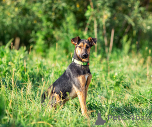 Foto №1. mischlingshund - zum Verkauf in der Stadt Moskwa | Frei | Ankündigung № 166637