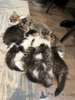 Foto №2 zu Ankündigung № 161385 zu verkaufen sibirische katze - einkaufen USA quotient 	ankündigung