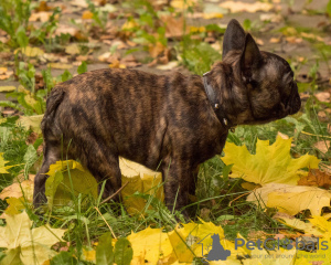 Foto №2 zu Ankündigung № 16506 zu verkaufen französische bulldogge - einkaufen Russische Föderation züchter