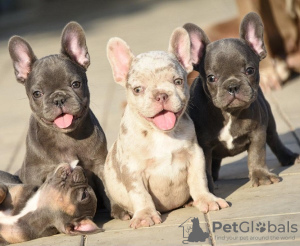 Foto №4. Ich werde verkaufen französische bulldogge in der Stadt Stari Banovci. züchter - preis - verhandelt