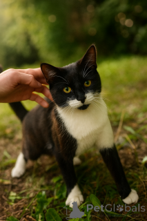 Foto №1.  - zum Verkauf in der Stadt Moskwa | Frei | Ankündigung № 147520