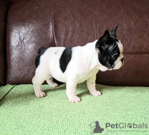 Foto №4. Ich werde verkaufen französische bulldogge in der Stadt Smederevo.  - preis - verhandelt