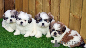 Foto №3. Wunderschöne Shih-Tzu-Welpen kontaktieren Sie mich per WhatsApp unter 44 7453. Deutschland