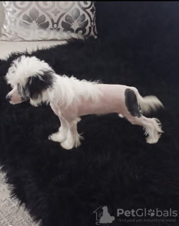 Foto №3. Welpen. Türkei