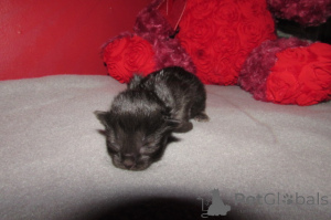 Foto №1. ragdoll-katze - zum Verkauf in der Stadt Charleston | 581€ | Ankündigung № 146694