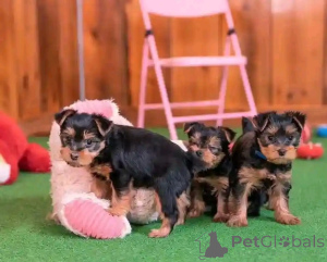 Foto №1. yorkshire terrier - zum Verkauf in der Stadt OSLO | verhandelt | Ankündigung № 178926