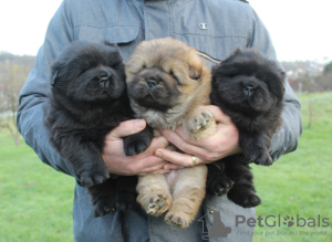 Foto №1. chow-chow - zum Verkauf in der Stadt Belgrad | verhandelt | Ankündigung № 126079