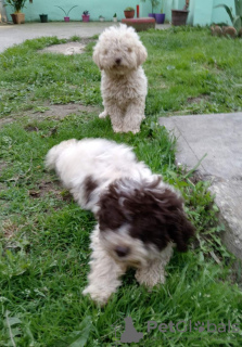 Foto №3. Lagotto Romagnolo Welpen. Serbien