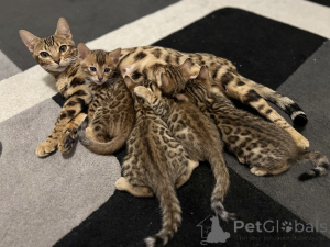 Foto №2 zu Ankündigung № 134862 zu verkaufen bengal katzenrasse - einkaufen Deutschland quotient 	ankündigung