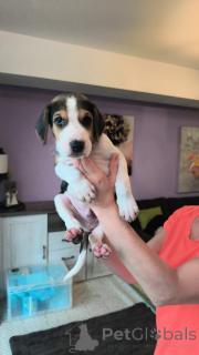 Foto №3. Russische Jagdhundwelpen. Wir sind anderthalb Monate alt.. Deutschland