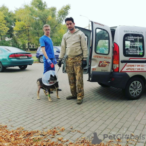 Foto №1. Dienstleistungen für die Lieferung und den Transport von Katzen und Hunden in der Stadt Minsk. Ankündigung № 9413