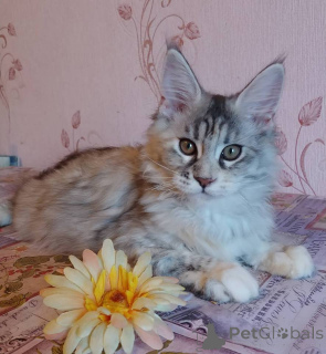 Foto №2 zu Ankündigung № 137761 zu verkaufen maine-coon-katze - einkaufen Deutschland quotient 	ankündigung