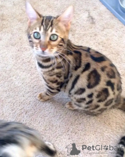 Foto №2 zu Ankündigung № 132067 zu verkaufen bengal katzenrasse - einkaufen Katar züchter