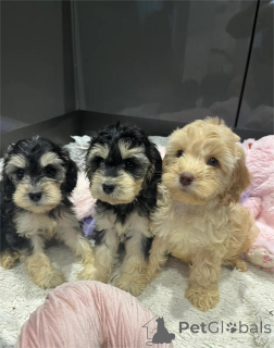 Foto №1. amerikanischer cocker spaniel - zum Verkauf in der Stadt Black | 350€ | Ankündigung № 153880