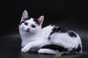 Foto №4. Ich werde verkaufen  in der Stadt Moskwa. quotient 	ankündigung - preis - Frei