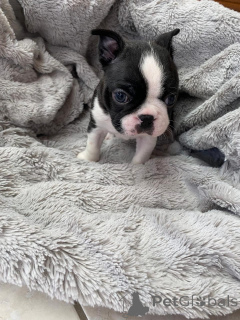 Foto №1. boston terrier - zum Verkauf in der Stadt Berkel en Rodenrijs | verhandelt | Ankündigung № 177753
