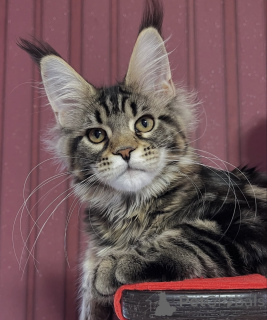 Foto №1. maine-coon-katze - zum Verkauf in der Stadt Alain | 950€ | Ankündigung № 161428