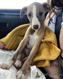Foto №2 zu Ankündigung № 154045 zu verkaufen whippet - einkaufen Deutschland quotient 	ankündigung