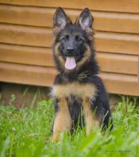 Foto №4. Ich werde verkaufen deutscher schäferhund in der Stadt Samara. vom kindergarten, züchter - preis - Frei