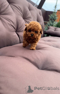 Foto №3. Meine Welpen sind auf dem neuesten Stand der Impfungen zur Lieferung auf dem. USA