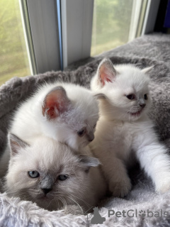 Foto №3. Farbpunkt schottischer Kätzchen. Moldawien