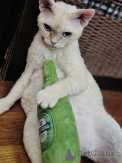 Foto №2 zu Ankündigung № 171579 zu verkaufen devon rex - einkaufen Deutschland quotient 	ankündigung