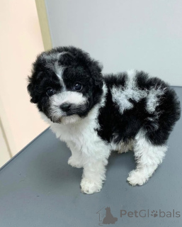 Foto №1. amerikanischer staffordshire terrier - zum Verkauf in der Stadt Paris | 484€ | Ankündigung № 168013