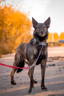 Foto №3. Für Liebhaber ruhiger Hunde ist Jai vom Tierheim gut aufgehoben. Russische Föderation