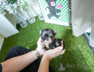 Foto №2 zu Ankündigung № 154329 zu verkaufen malteser - einkaufen USA züchter