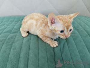Foto №2 zu Ankündigung № 96126 zu verkaufen devon rex - einkaufen Russische Föderation quotient 	ankündigung