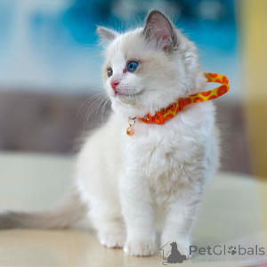 Foto №2 zu Ankündigung № 160272 zu verkaufen ragdoll-katze - einkaufen Deutschland 