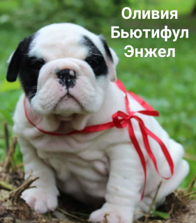 Foto №1. englische bulldogge - zum Verkauf in der Stadt Moskau | 1169€ | Ankündigung № 3263