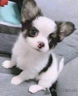 Foto №3. Chihuahua-Welpen sind sowohl für Rüden als auch für Hündinnen geeignet. Finnland