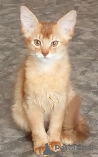 Foto №3. Somali Kätzchen. Lettland