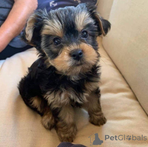 Foto №2 zu Ankündigung № 161739 zu verkaufen  - einkaufen Ukraine 