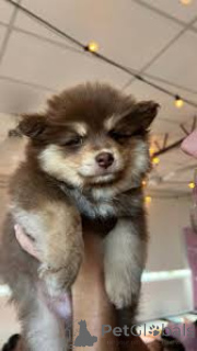 Foto №1. finnischer lapphund - zum Verkauf in der Stadt Helsinki | 700€ | Ankündigung № 169377
