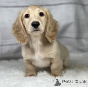 Foto №1. dackel - zum Verkauf in der Stadt Brüssel | 800€ | Ankündigung № 167737