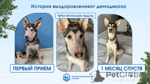 Foto №1. Tierärztliche Dienste in der Stadt Krasnodar. Price - verhandelt. Ankündigung № 173767