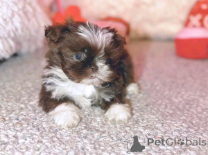 Foto №2 zu Ankündigung № 138888 zu verkaufen shih tzu - einkaufen Deutschland quotient 	ankündigung, züchter