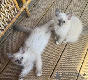 Foto №1. birma-katze - zum Verkauf in der Stadt Alsdorf | 350€ | Ankündigung № 174531